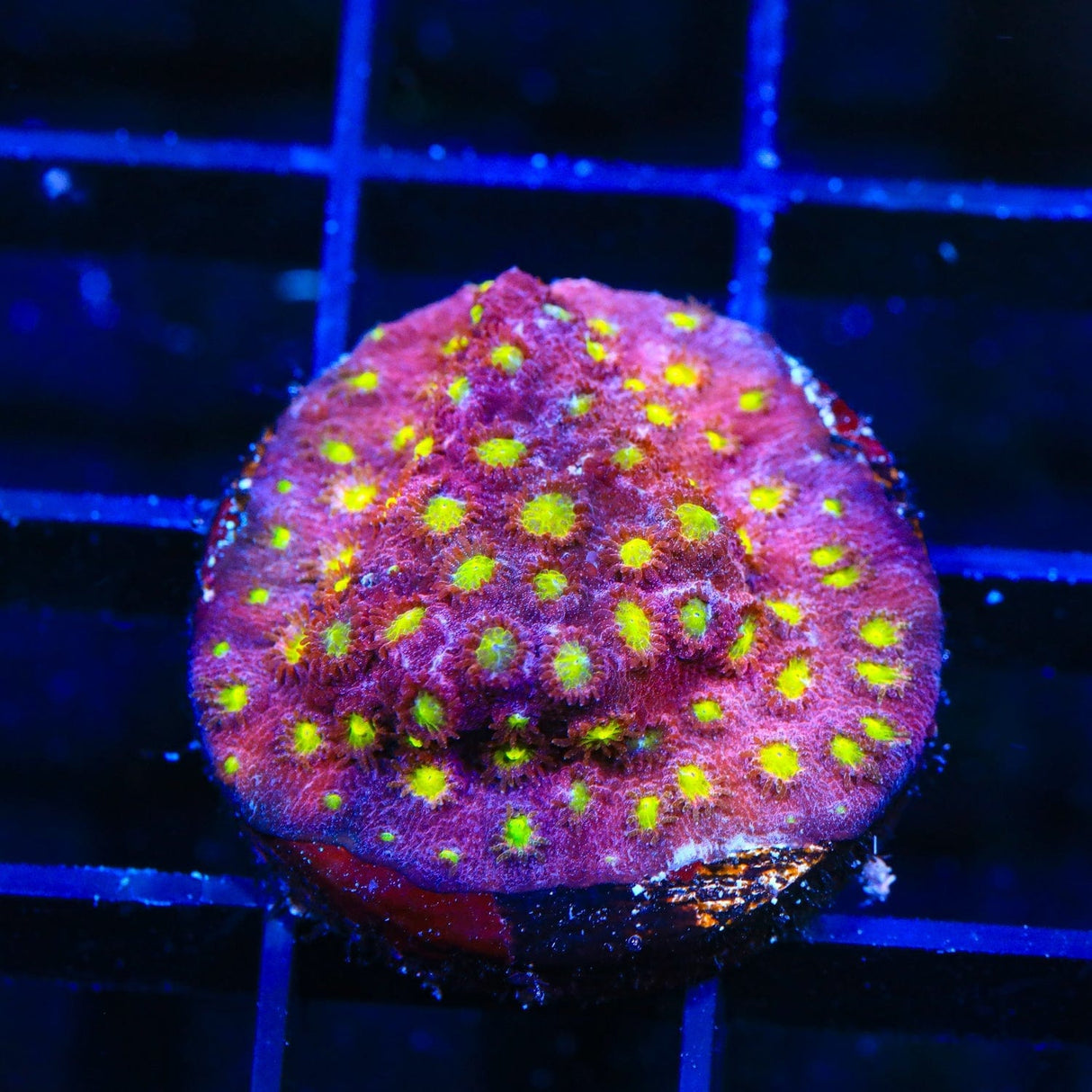 CB Bling Bling Cyphastrea Coral