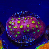 CB Bling Bling Cyphastrea Coral