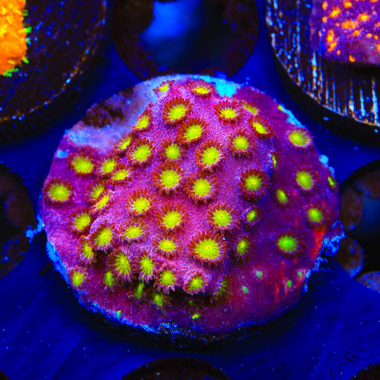 CB Bling Bling Cyphastrea Coral