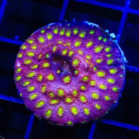 CB Bling Bling Cyphastrea Coral