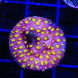 CB Bling Bling Cyphastrea Coral