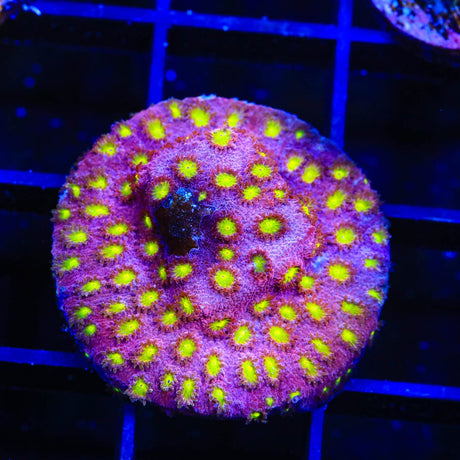 CB Bling Bling Cyphastrea Coral