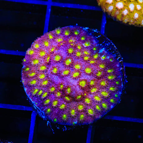 CB Bling Bling Cyphastrea Coral