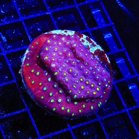 CB Bling Bling Cyphastrea XL Frag Coral