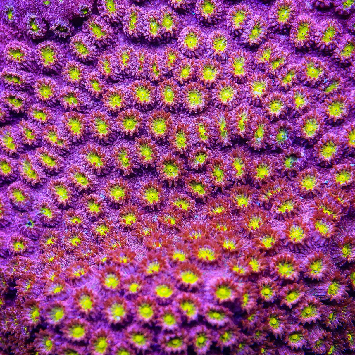 CB Bling Bling Cyphastrea XL Frag Coral