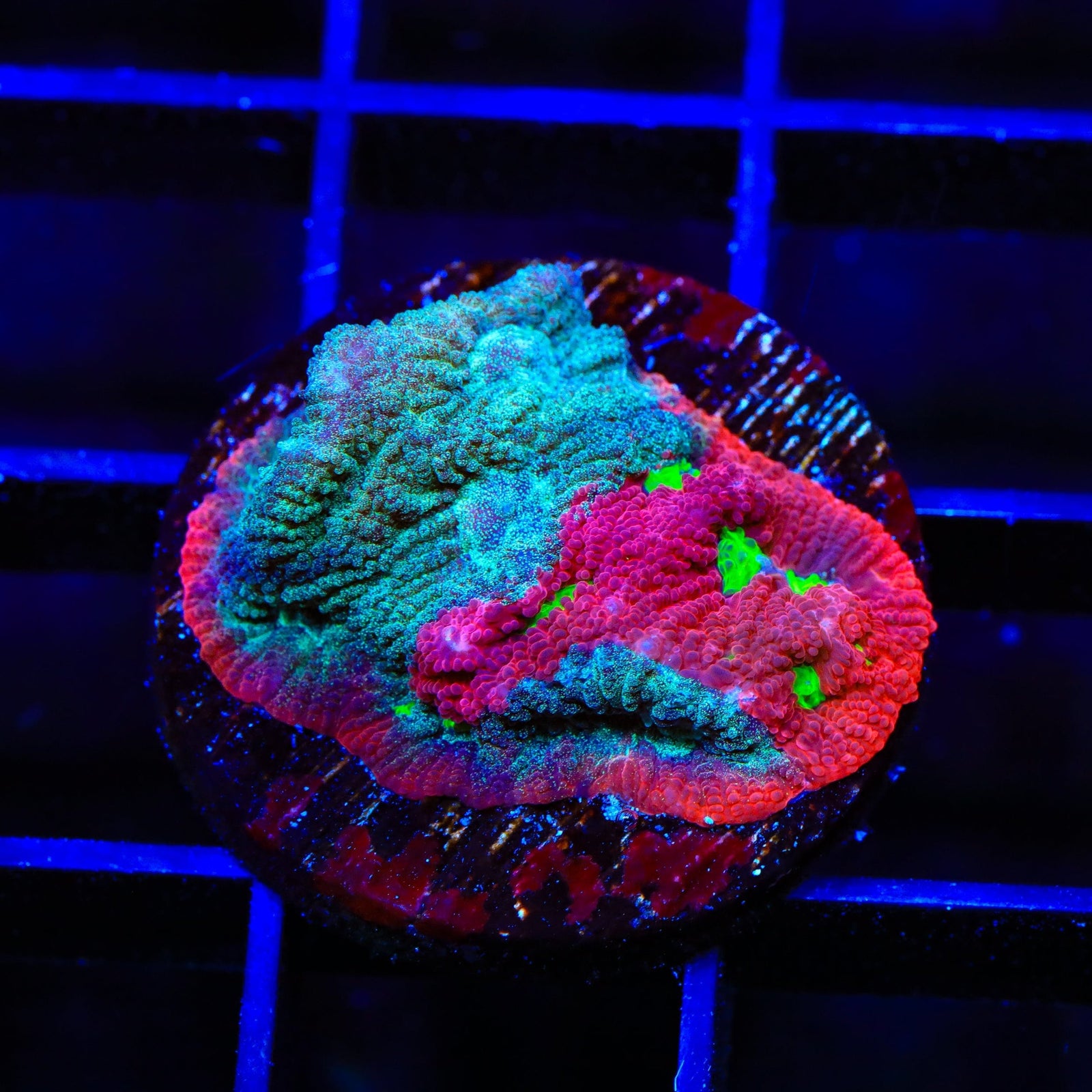 CB Bloodbath Favia Coral