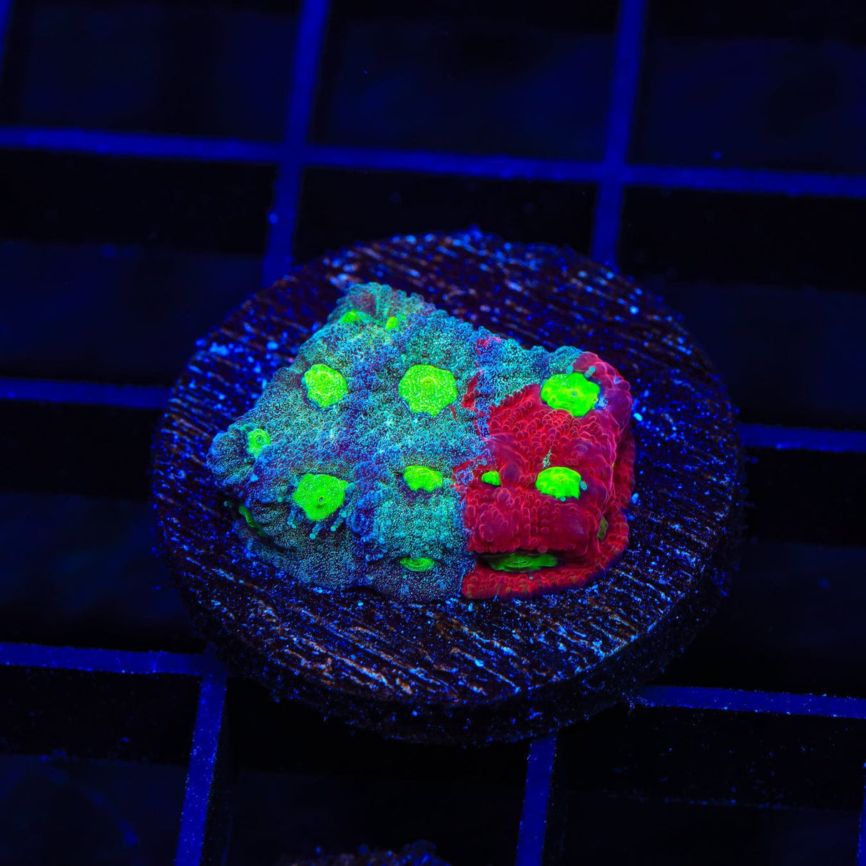 CB Bloodbath Favia Coral