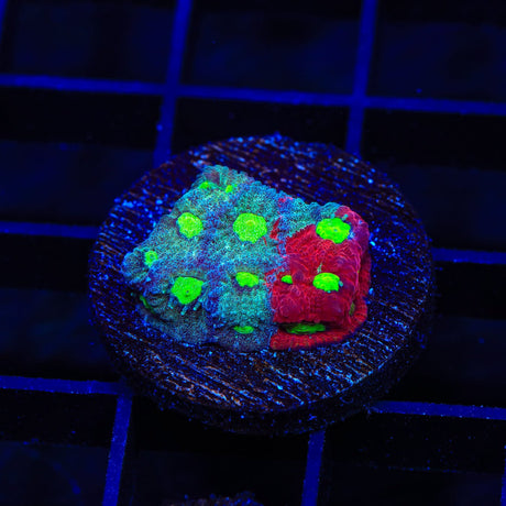 CB Bloodbath Favia Coral