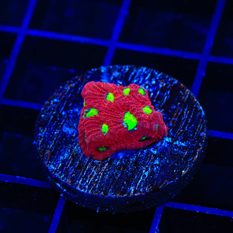 CB Bloodbath Favia Coral