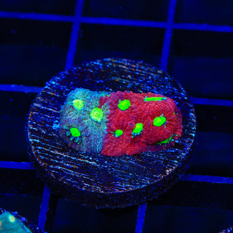 CB Bloodbath Favia Coral