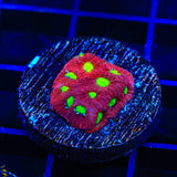 CB Bloodbath Favia Coral