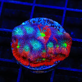 CB Bloodbath Favia Coral