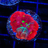 CB Bloodbath Favia Coral