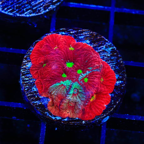 CB Bloodbath Favia Coral