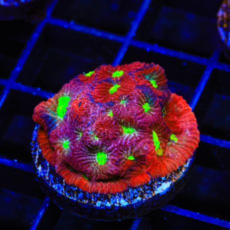 CB Bloodbath Favia Coral