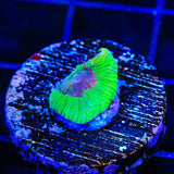 CB Bubbleyum Favia Coral