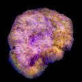 CB El Diablo Chalice Colony Coral