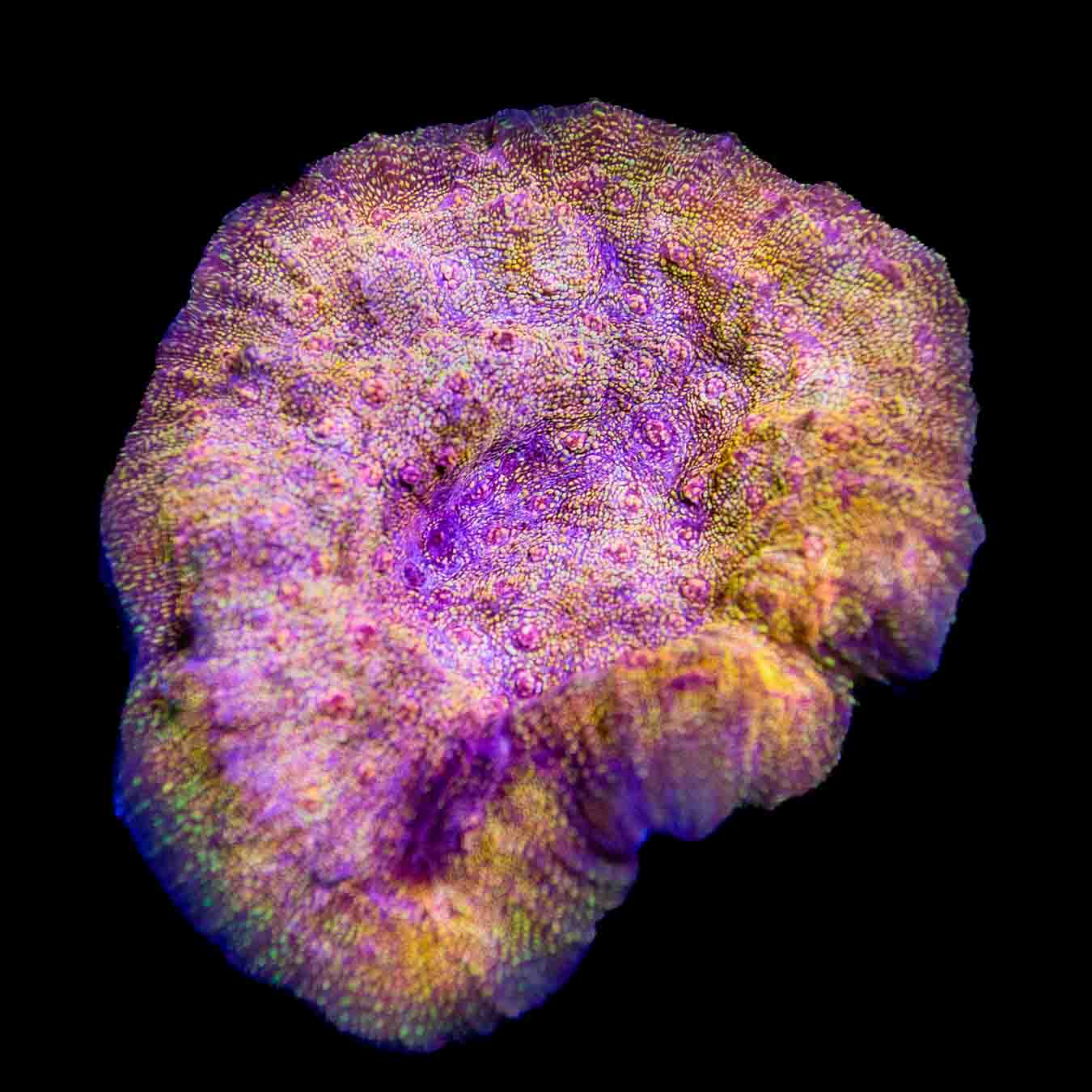 CB El Diablo Chalice Colony Coral