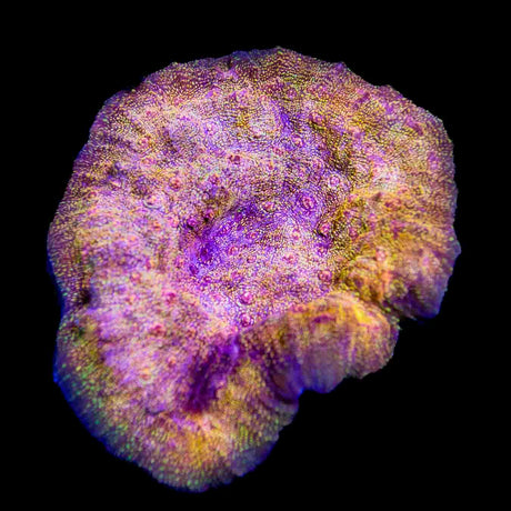 CB El Diablo Chalice Colony Coral