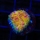 CB El Diablo Chalice Coral