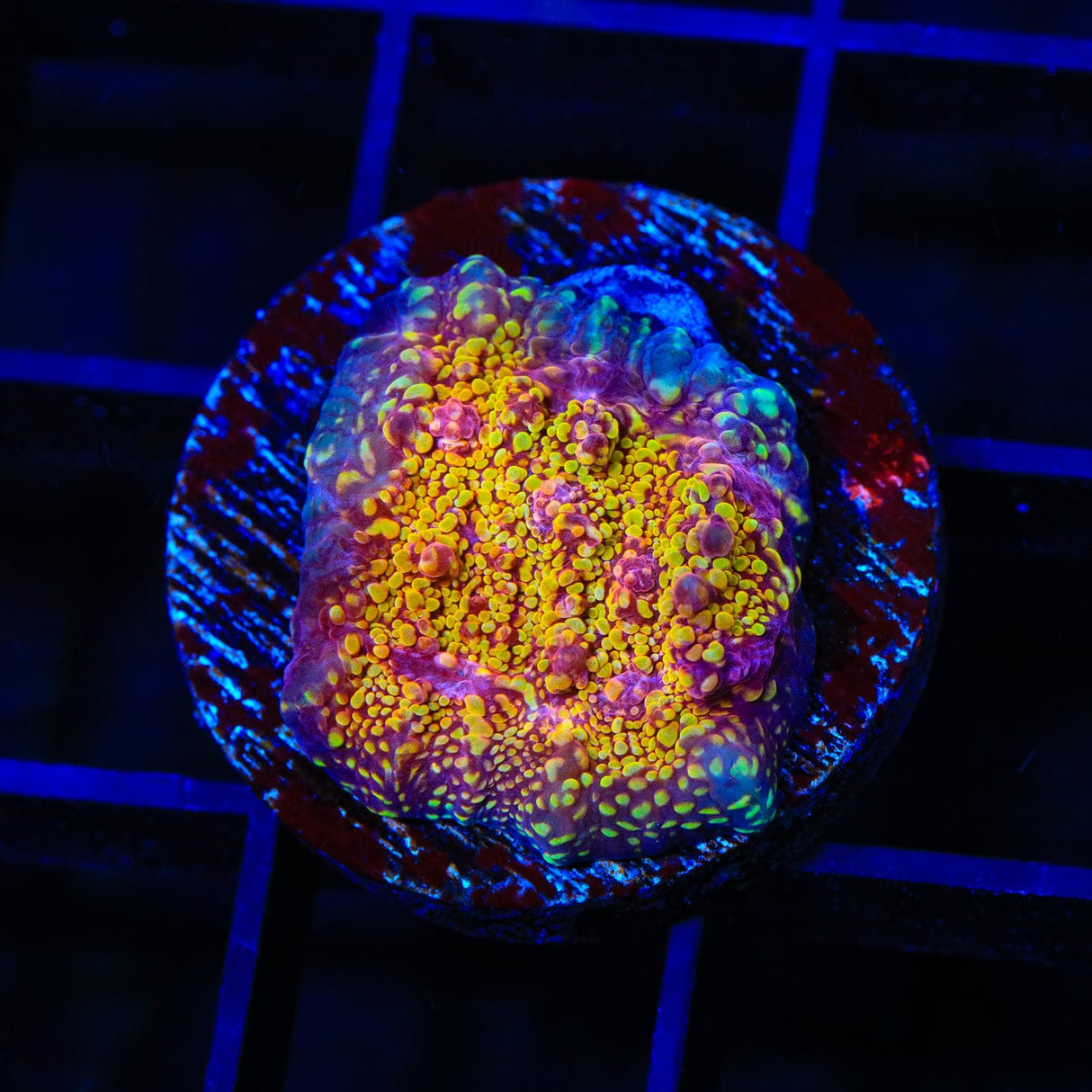 CB El Diablo Chalice Coral