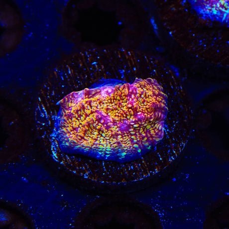 CB El Diablo Chalice Coral