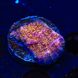 CB El Diablo Chalice Coral