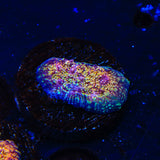 CB El Diablo Chalice Coral