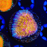 CB El Diablo Chalice Coral