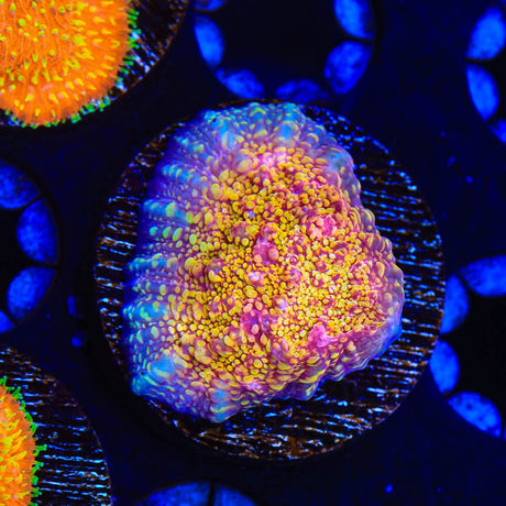 CB El Diablo Chalice Coral