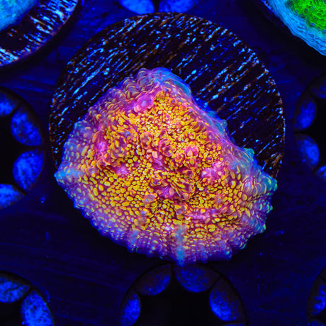 CB El Diablo Chalice Coral