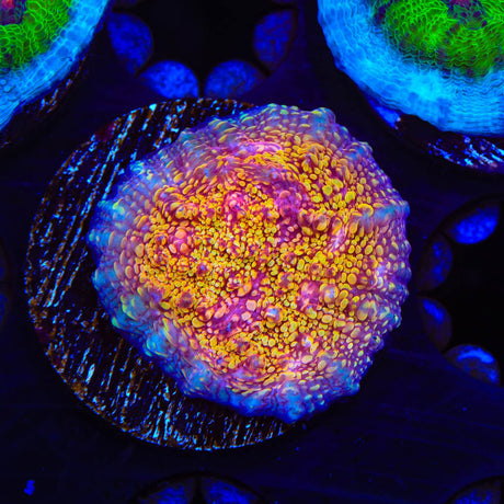 CB El Diablo Chalice Coral