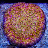 CB El Diablo Chalice Coral