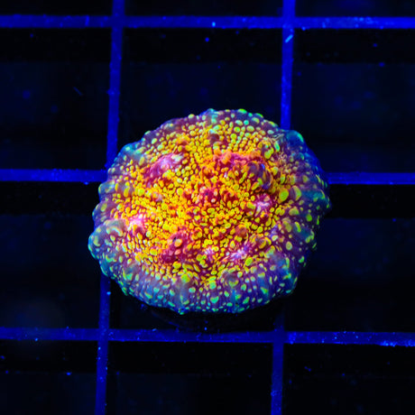 CB El Diablo Chalice Coral