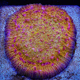 CB El Diablo Chalice Coral