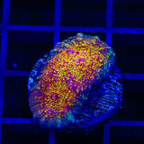 CB El Diablo Chalice Coral