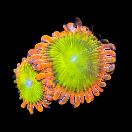 CB Electric Oompa Loompas Zoanthids Coral