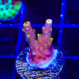 CB Golden Jawdropper Acropora Coral