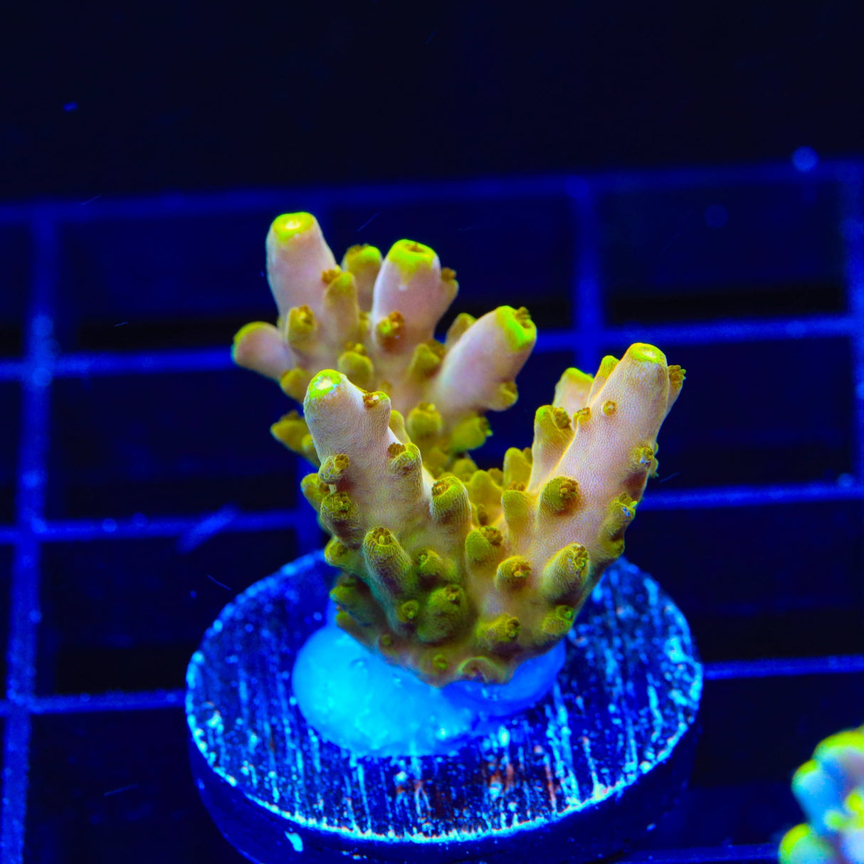 CB Golden Jawdropper Acropora Coral