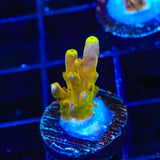 CB Golden Jawdropper Acropora Coral