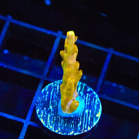 CB Golden Jawdropper Acropora Coral