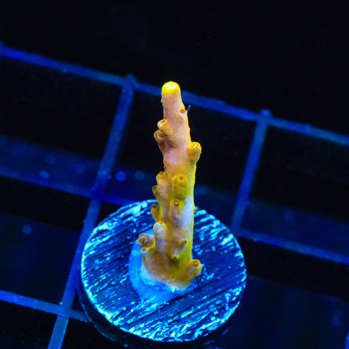 CB Golden Jawdropper Acropora Coral