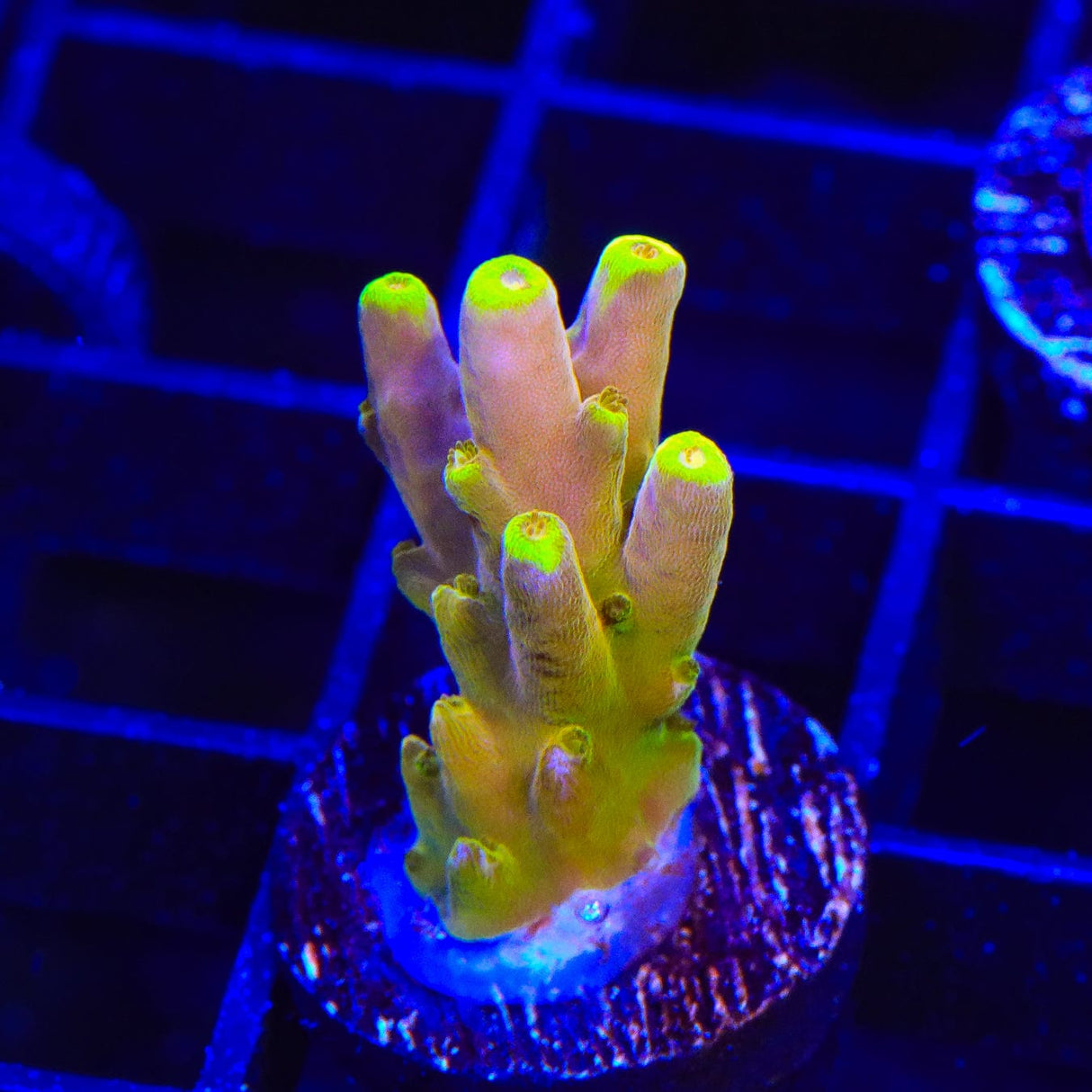 CB Golden Jawdropper Acropora Coral