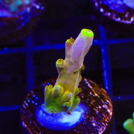 CB Golden Jawdropper Acropora Coral