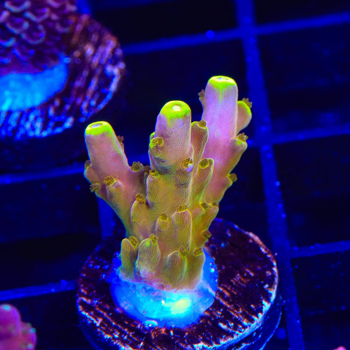 CB Golden Jawdropper Acropora Coral