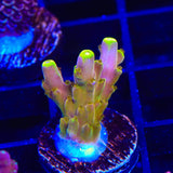CB Golden Jawdropper Acropora Coral