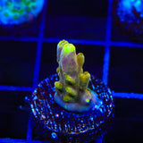 CB Golden Jawdropper Acropora Coral