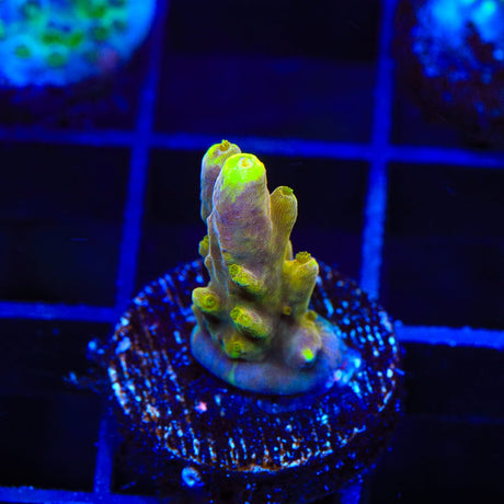 CB Golden Jawdropper Acropora Coral