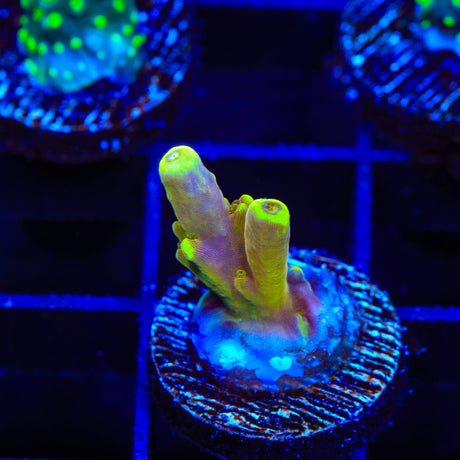 CB Golden Jawdropper Acropora Coral