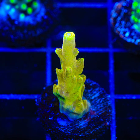 CB Golden Jawdropper Acropora Coral
